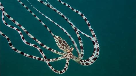 mimic octopus stingray|Mimic Octopus – The Astounding Impersonator Of .